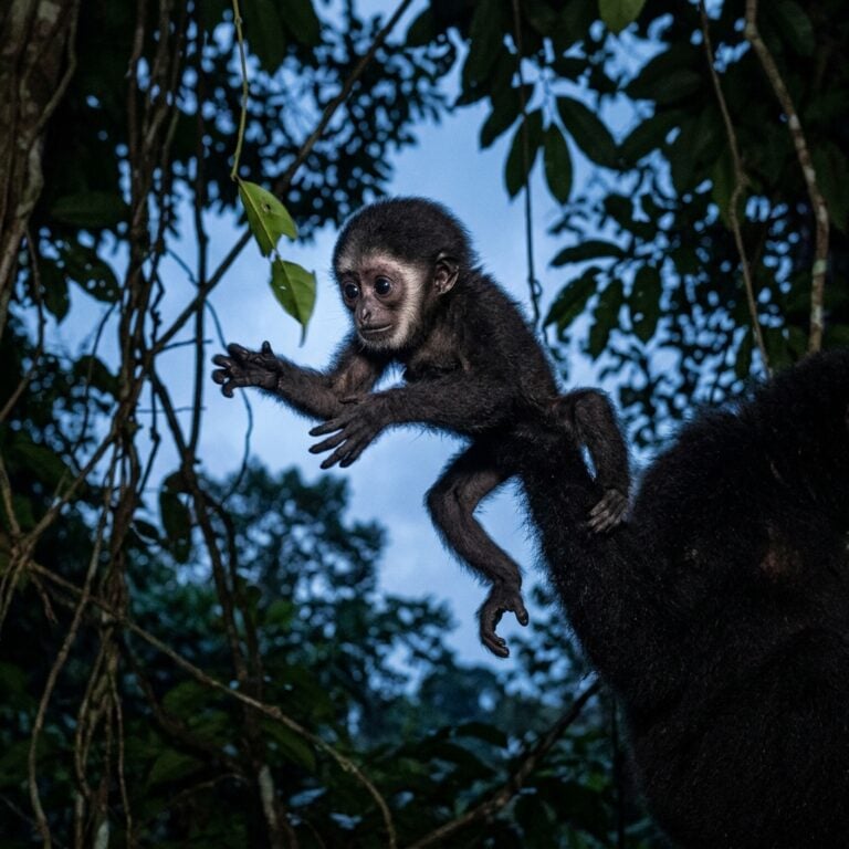Yeni Doğan Şapkalı Gibbon: Sarıl ve Keşfet Orman Tepesi Başlangıçları
