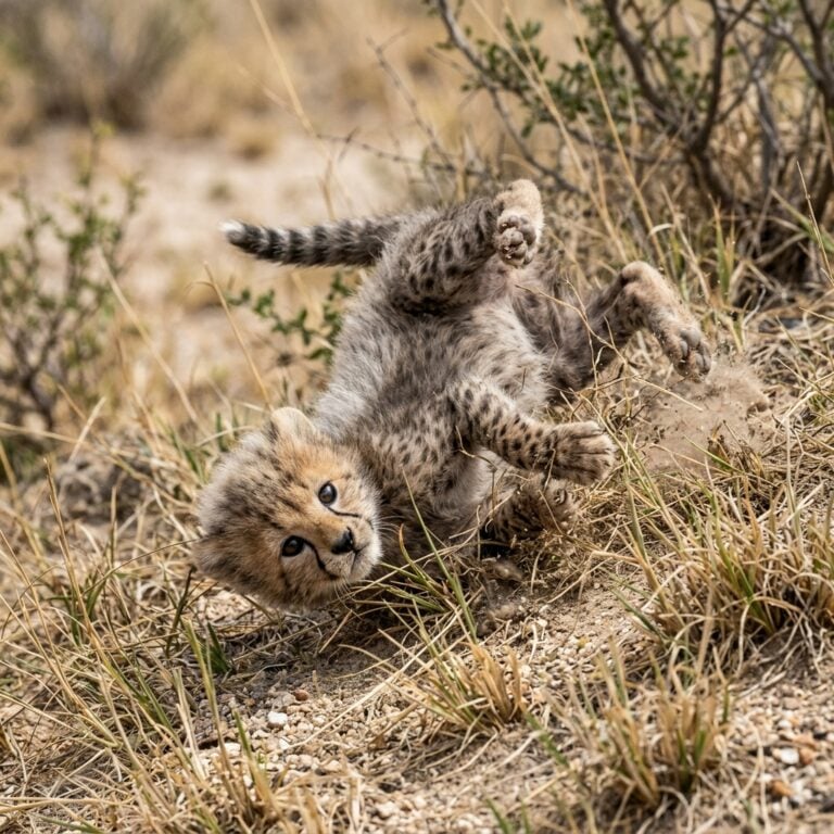 Acinonyx kurteni yavrusu: benekli ve kırılgan yeni doğan dönemi