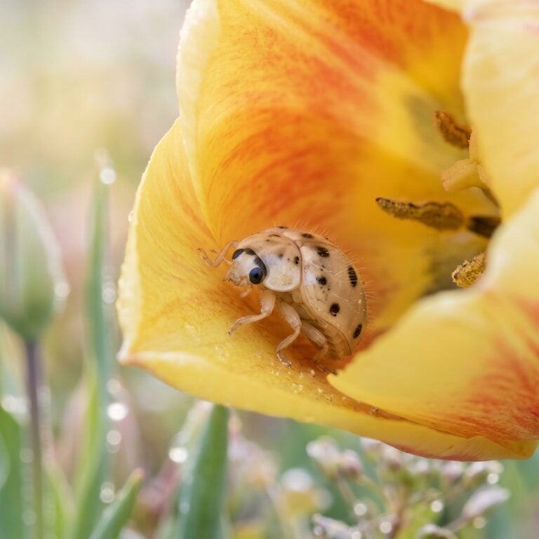 Baby Seven-Spotted Ladybirds: Tiny Hunters in the Bloom
