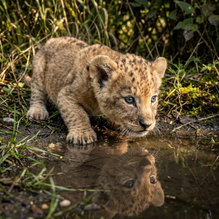 Newborn American Lion Cubs: Tiny Eyes on the World